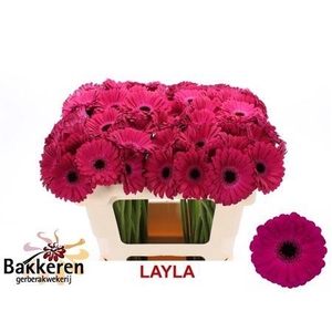Ge Mi Layla