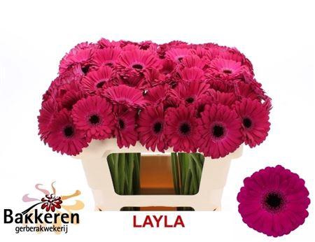 <h4>Ge Mi Layla</h4>