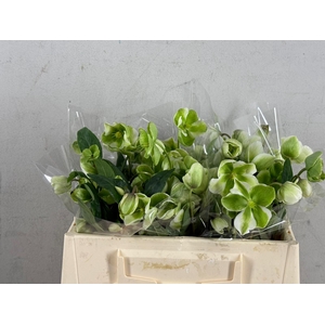 HELL MAGNIFIC BELLS 030CM