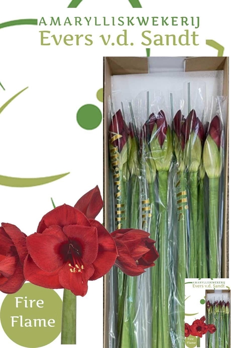 <h4>HIPP GA FIRE FLAME</h4>