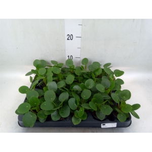 Pilea peperomioides
