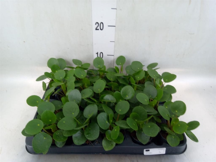 <h4>Pilea peperomioides</h4>