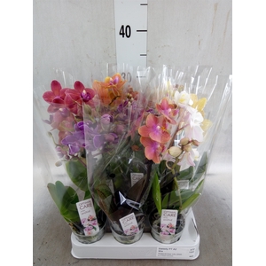 Phalaenopsis multi.   ...mix