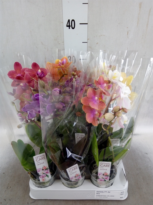 <h4>Phalaenopsis multi.   ...mix</h4>