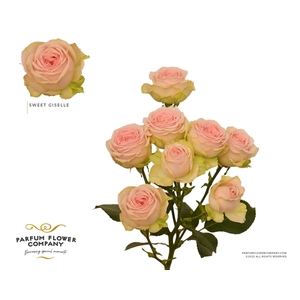 Rosa Spray Sweet Giselle