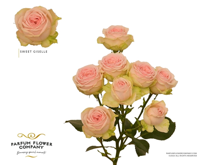 <h4>Rosa Spray Sweet Giselle</h4>
