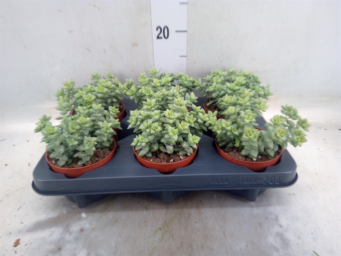 <h4>Crassula perforata 'Giant Form'</h4>