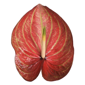 ANTH A CARIBEAN 40 Smart Pack