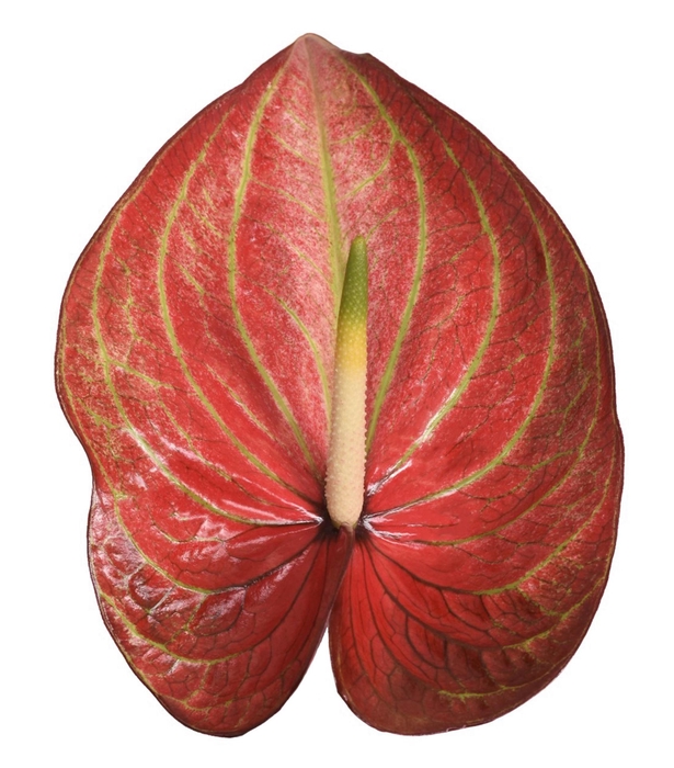 <h4>ANTH A CARIBEAN 6 Small Pack</h4>