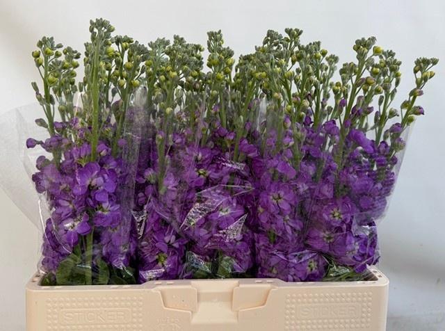 <h4>MATTH MATHILDA BLUE</h4>