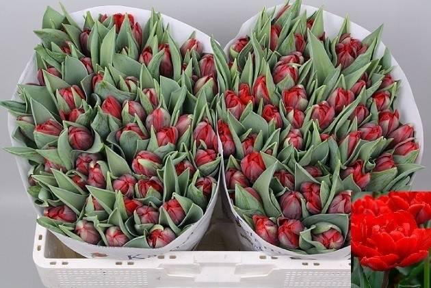 <h4>Tu Du Red Princess</h4>