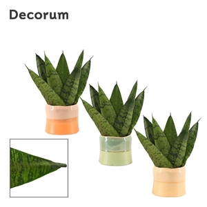 Sansevieria zeylanica fan 6 cm in Evita (Craft world-collection)