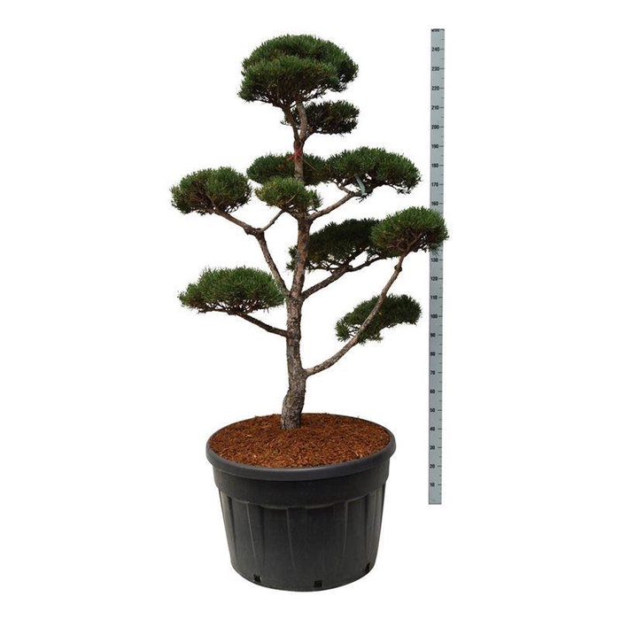 <h4>Pinus sylvestris</h4>