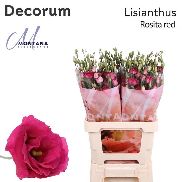 <h4>Lisianthus Rosita red 70cm</h4>