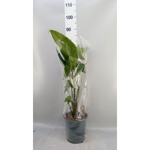 Alocasia zebrina