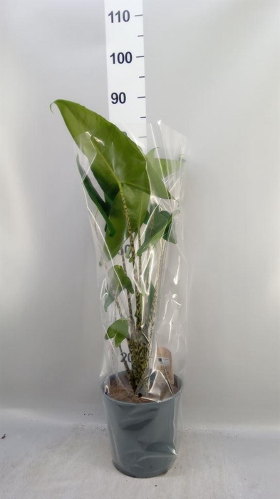 <h4>Alocasia zebrina</h4>