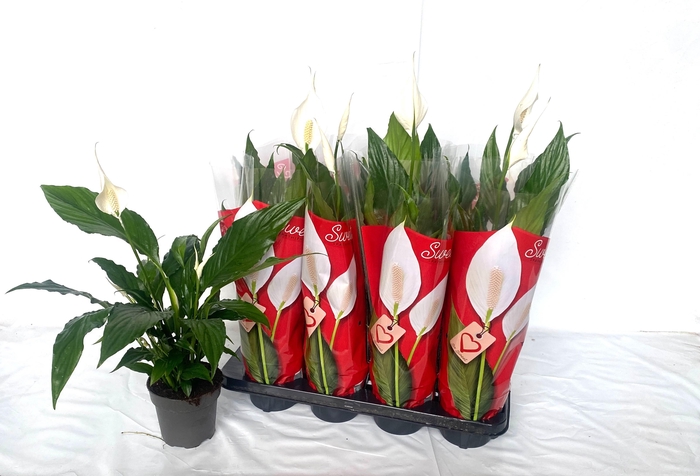 <h4>SPATH SWEET CHICO</h4>