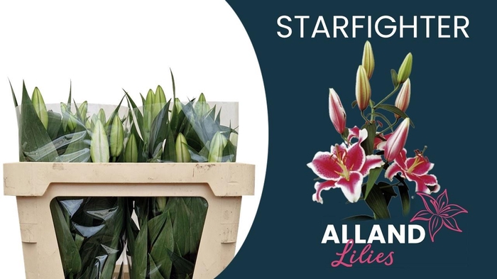 <h4>LI OR STARFIGHTER</h4>