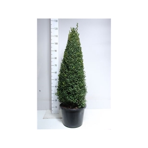 Buxus piramide 100 cm