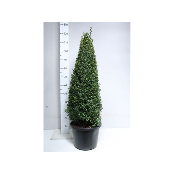 <h4>Buxus piramide 100 cm</h4>