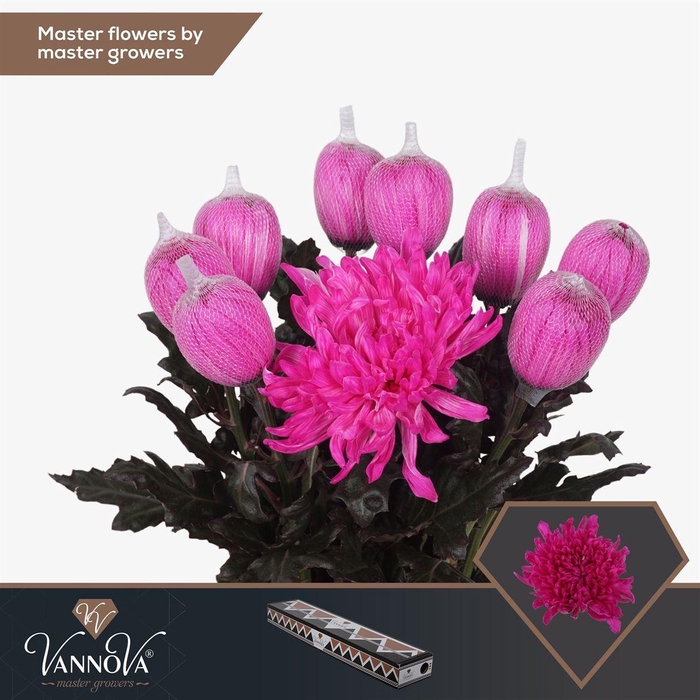 <h4>Painted Chr G Antonov Erica</h4>