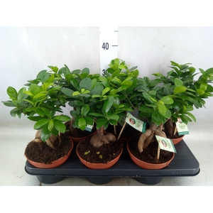 Ficus microcarpa 'Ginseng'