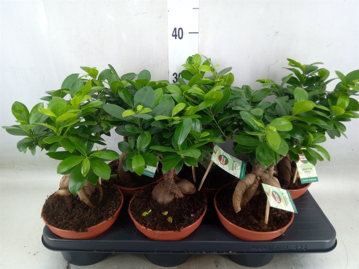 <h4>Ficus microcarpa 'Ginseng'</h4>