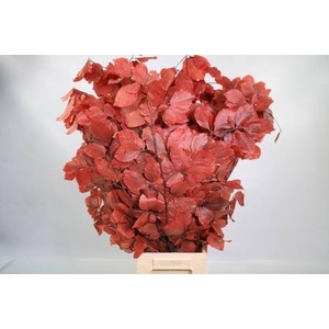 Faggio Preserved Red (beech,beuk)