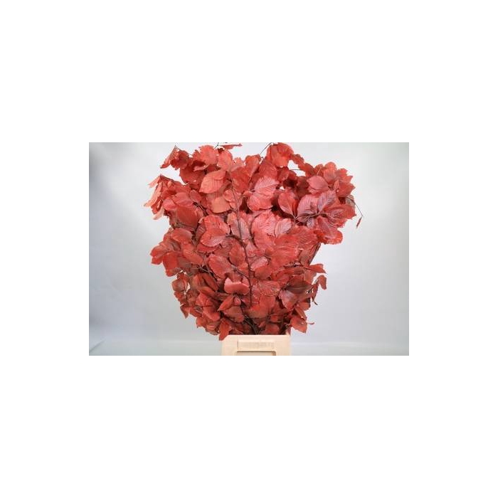 <h4>Faggio Preserved Red (beech,beuk)</h4>