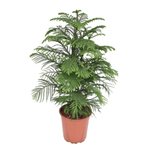 Araucaria heterophylla