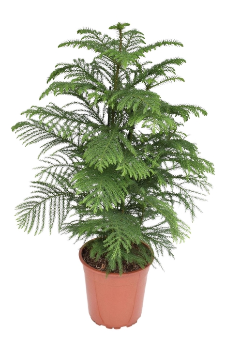 Araucaria heterophylla