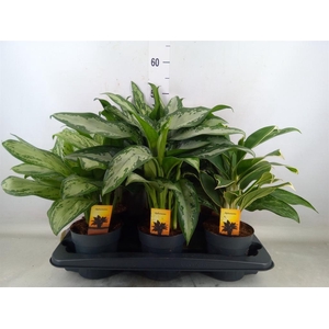 Aglaonema   ...mix