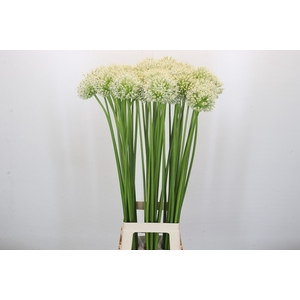 Allium Mount Everest Promo