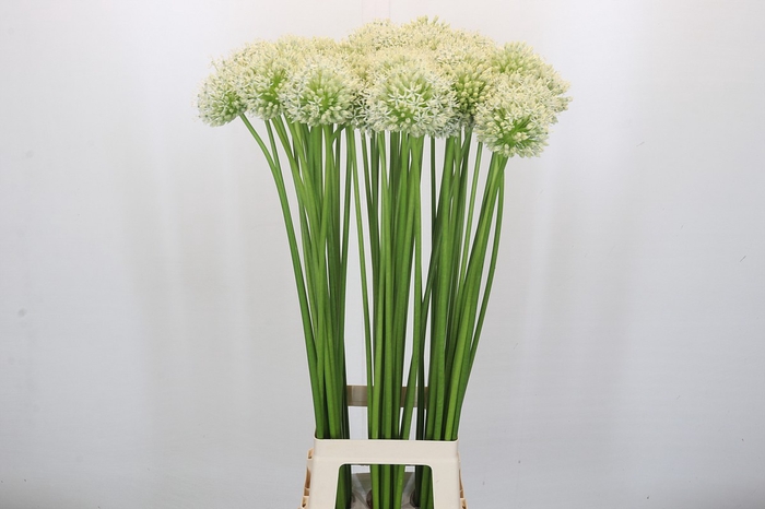 <h4>Allium Mount Everest</h4>