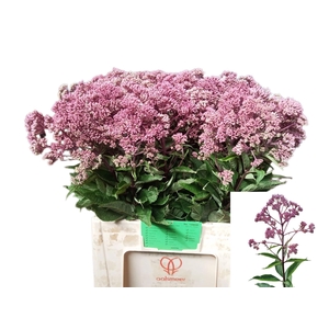 EUPAT PURPUREUM