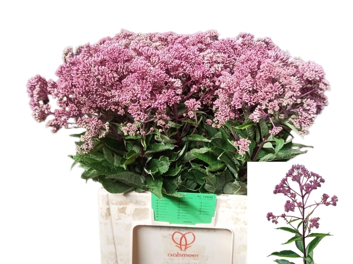 <h4>EUPAT PURPUREUM</h4>