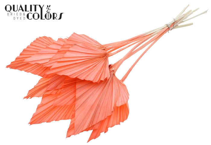 Palm spear per stem Intense Coral