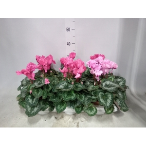 Cyclamen GR 'Halios Curly'