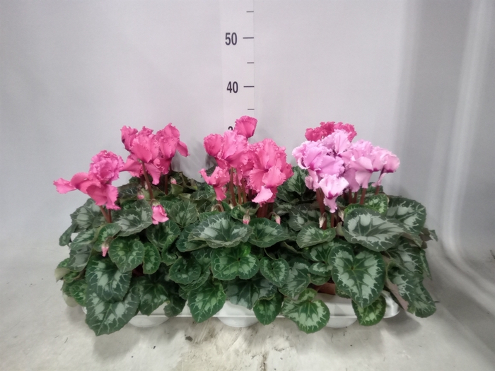 <h4>Cyclamen GR 'Halios Curly'</h4>