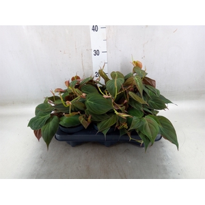Philodendron scand. subsp. micans