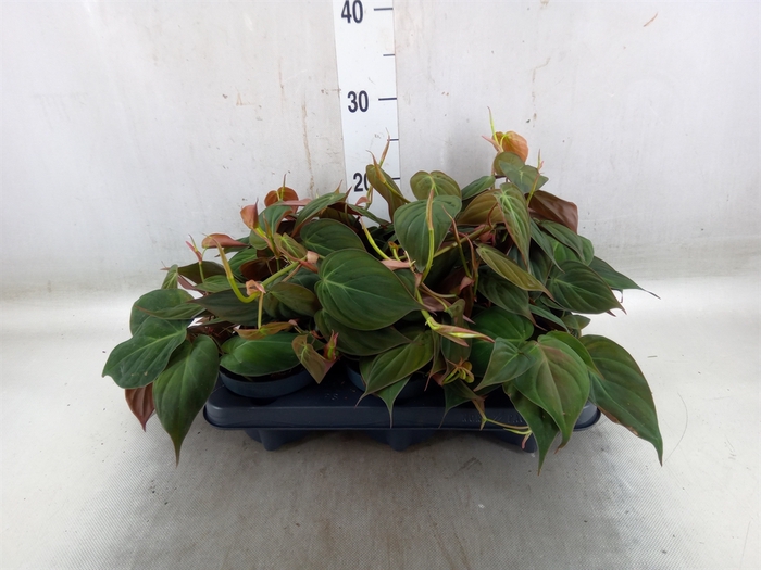 <h4>Philodendron scand. subsp. micans</h4>
