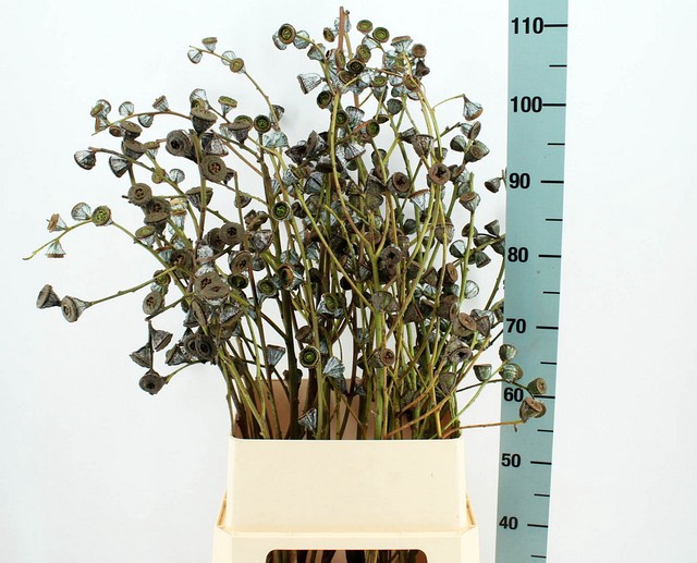 <h4>EUCALYPTUS MET BES 100CM</h4>