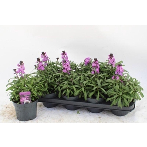 Erysimum 'Bowles Mauve'