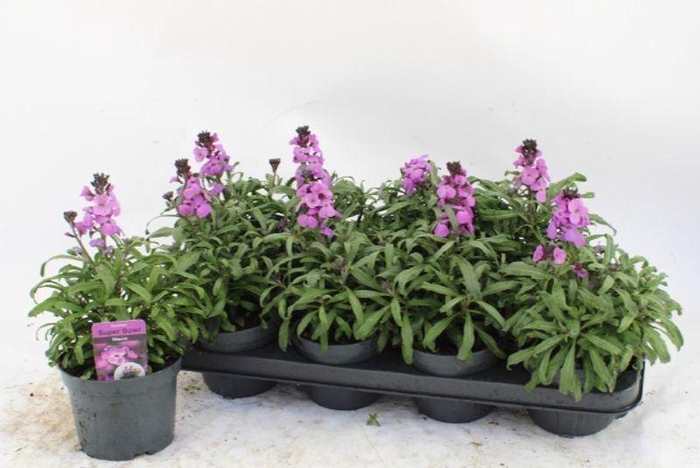 <h4>Erysimum 'Bowles Mauve'</h4>