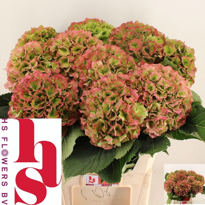 <h4>HYDR M CH VERENA CL</h4>