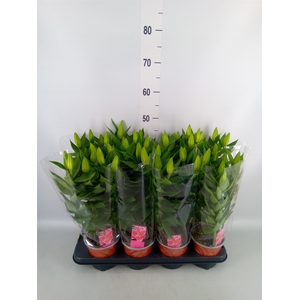 Lilium ori.   ...mix