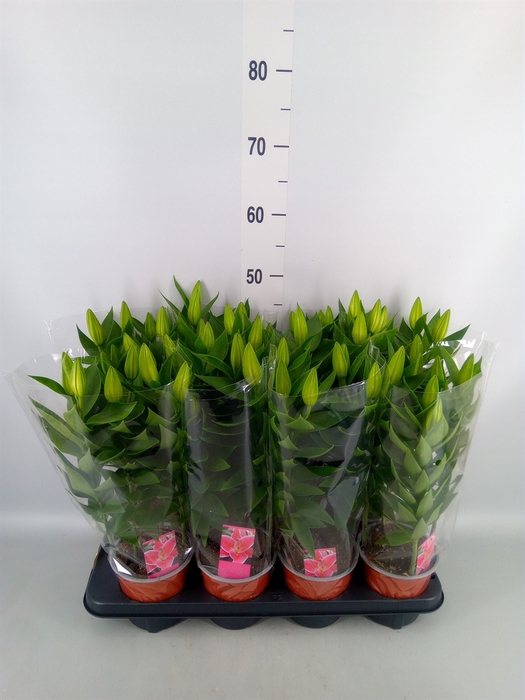 <h4>Lilium ori.   ...mix</h4>