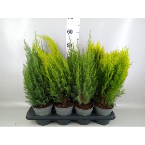Conifers   ...mix