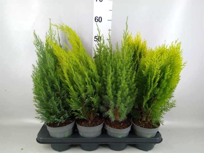 <h4>Conifers   ...mix</h4>