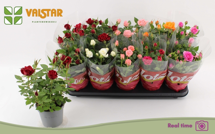 <h4>RO LOTZ OF GEM 6 KL</h4>